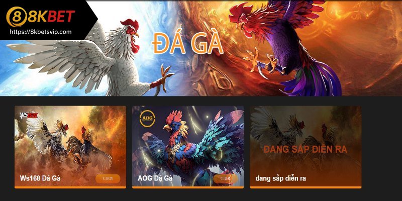 Sơ lược về chọi gà tại nhà cái 8kbet